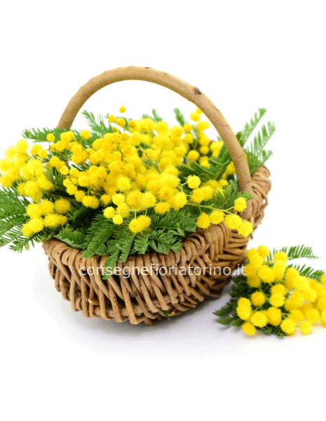 Cestino con mimosa