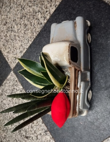 Composizione piante grasse ( love bus ) 